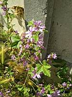 Grande mauve, Malva sylvestris (prise a Lens, P-de-C)(2)